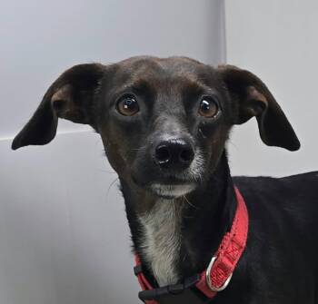 Joshua -  Chiweenie Dog for Adoption in Newport, Tennessee - Joshua | PetCurious