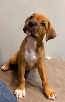 Gracie -  Boxer and Mixed Breed Dog for Adoption in Sharpsburg, Georgia - Gracie | PetCurious