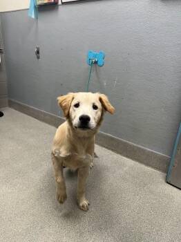 TUMBLEWEED -  Golden Retriever Dog for Adoption in Las Vegas, Nevada - TUMBLEWEED | PetCurious