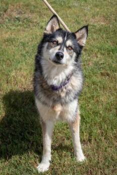 Princess -  Siberian Husky Dog for Adoption in La Grange, Texas - Princess | PetCurious