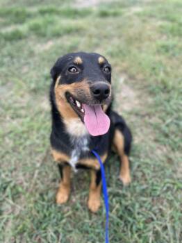 Rescue Australian Shepherd and Terrier Dogs for Adoption in Center Point, Texas - Tootsie | PetCurious