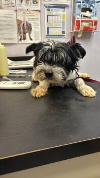 Mars -  Shih Tzu Dog for Adoption in New Braunfels, Texas - Mars | PetCurious