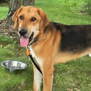 Stan -  Shepherd Dog for Adoption in Chicago, Illinois - Stan | PetCurious