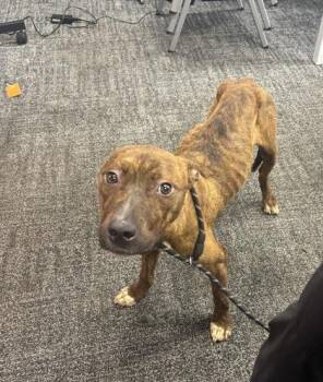 Lemi -  Mixed Breed Dog for Adoption in West Chester, Pennsylvania - Lemi | PetCurious