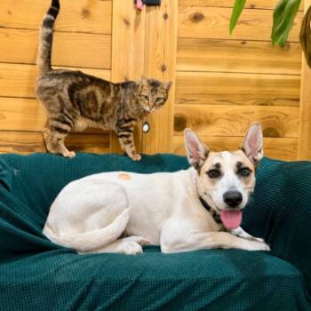 Princess Marigold Love Worth Waiting For -  Husky and Labrador Retriever Dog for Adoption in Friendswood, Texas - Princess Marigold Love Worth Waiting For | PetCurious