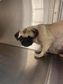 Tiffany -  Pug and Mixed Breed Dog for Adoption in Morton Grove, Illinois - Tiffany | PetCurious