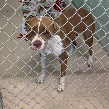 Celine -  Pit Bull Terrier Dog for Adoption in Newark, New Jersey - Celine | PetCurious