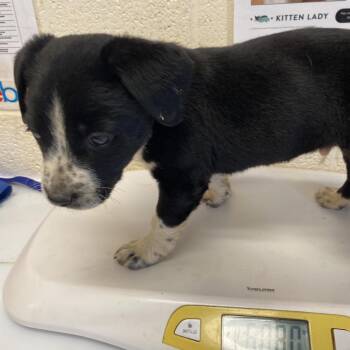 Mixed Breed Dogs Available for Adoption in Memphis, Tennessee - Fallon | PetCurious