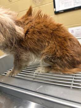 Mixed Breed Dogs Available for Adoption - Kemper | PetCurious