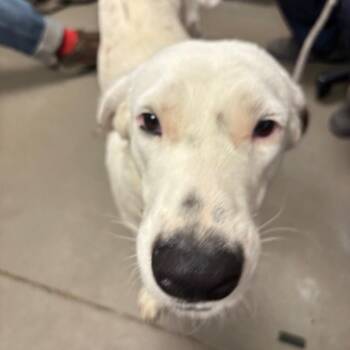 kyoto -  Labrador Retriever and Mixed Breed Dog for Adoption in Yuma, Arizona - Kyoto | PetCurious