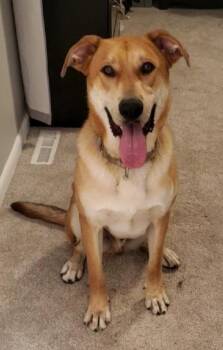 Anatolian Shepherd and Mixed Breed Dogs Available for Adoption - Bubba | PetCurious