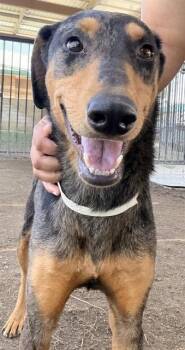 Doberman Pinscher and Australian Shepherd Dogs Available for Adoption in Riverside, California - CRISTINA | PetCurious