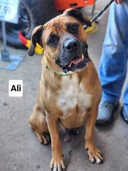 Ali -  Boxer and Mixed Breed Dog for Adoption in Clinton, Missouri - Ali | PetCurious