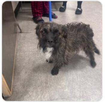 Tibby -  Mixed Breed Dog for Adoption in West Chester, Pennsylvania - Tibby | PetCurious