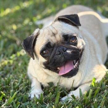 Rescue Pug Dogs for Adoption in Alvin, Texas - Phoebe | PetCurious