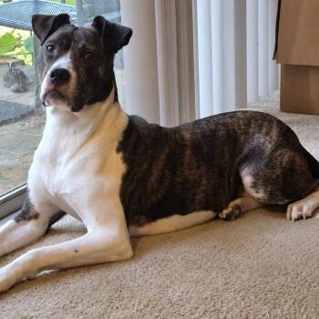 Rocky -  Boxer and Pit Bull Terrier Dog for Adoption in Helena, Alabama - Rocky | PetCurious