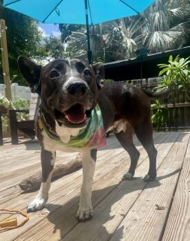 Rescue Akita and American Staffordshire Terrier Dogs for Adoption in Tampa, Florida - Sadie | PetCurious