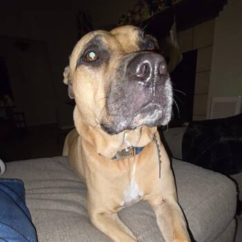 Carter* -  Black Mouth Cur Dog for Adoption in Waynesville, North Carolina - Carter* | PetCurious