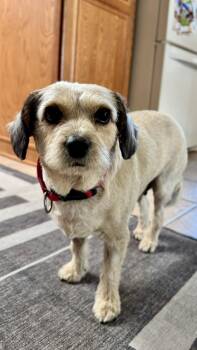 Mixed Breed Dogs Available for Adoption in Sioux Falls, South Dakota - Birdie | PetCurious