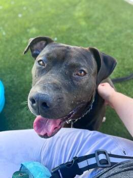 Aiden -  Mixed Breed Dog for Adoption in Cincinnati, Ohio - Aiden | PetCurious