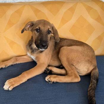 Poof -  Shepherd Dog for Adoption in Bethel, Connecticut - Poof | PetCurious