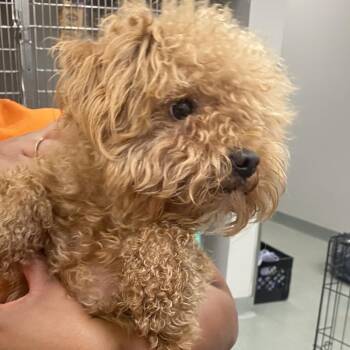 Minnie -  Poodle Dog for Adoption in Westminster, California - Minnie | PetCurious