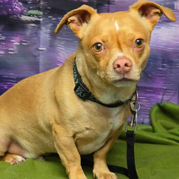 Rescue Chihuahua Dogs for Adoption in Fort Collins, Colorado - Dobby | PetCurious