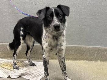 Border Collie and Mixed Breed Dogs Available for Adoption - MARGO | PetCurious