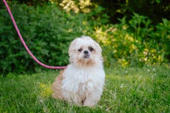 Rescue Shih Tzu Dogs for Adoption in Gradyville, Kentucky - Agitha | PetCurious