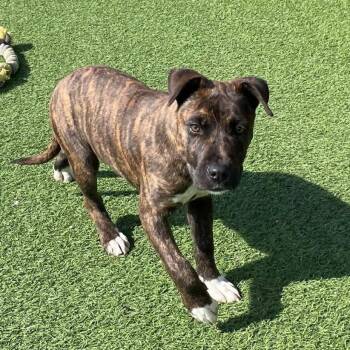 Mixed Breed Dogs Available for Adoption - September 0392 | PetCurious