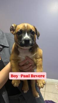 Paul Revere (Red Plaid) -  Boxer and Pit Bull Terrier Dog for Adoption in Russellville, Kentucky - Paul Revere (Red Plaid) | PetCurious
