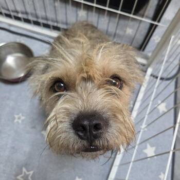 Brazzos (fka Bosco) -  Terrier Dog for Adoption in Redmond, Washington - Brazzos (fka Bosco) | PetCurious
