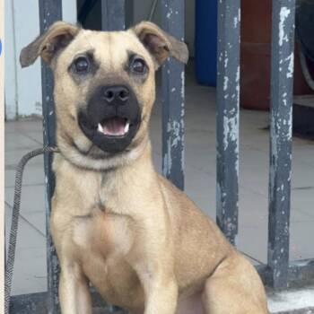 Ignacio -  Mixed Breed Dog for Adoption in Englewood, Florida - Ignacio | PetCurious