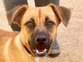 Mochi -  Mixed Breed Dog for Adoption in Georgetown, Texas - Mochi | PetCurious