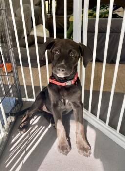 Rosa Barks -  Mixed Breed Dog for Adoption in Deerfield, Wisconsin - Rosa Barks | PetCurious