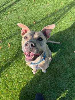 Mixed Breed Dogs Available for Adoption - Bones - 2 | PetCurious