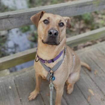 Labrador Retriever Dogs Available for Adoption in Columbia, South Carolina - Grog | PetCurious
