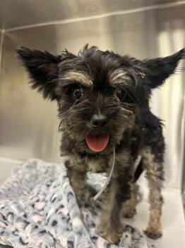 Yorkshire Terrier Dogs Available for Adoption in Doral, Florida - LILAC | PetCurious