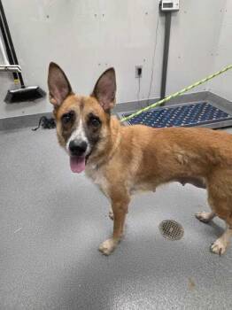 Armana -  German Shepherd Dog and Mixed Breed Dog for Adoption in Sevierville, Tennessee - Armana | PetCurious