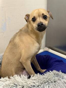 KNOX -  Terrier Dog for Adoption in Fort Myers, Florida - KNOX | PetCurious