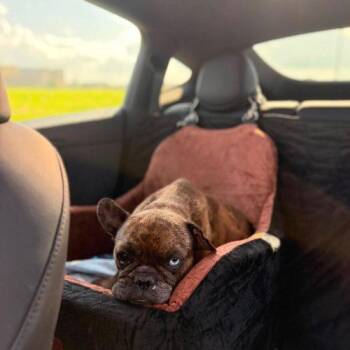 Bindi -  French Bulldog Dog for Adoption in Austin, Texas - Bindi | PetCurious