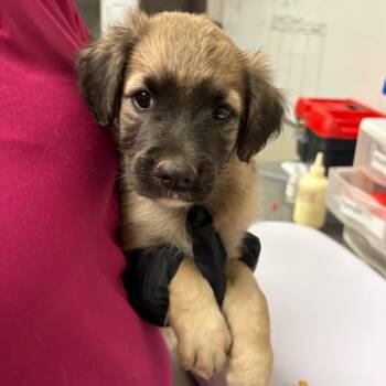 Chip -  Shepherd and Mixed Breed Dog for Adoption in Yuma, Arizona - Chip | PetCurious