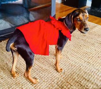 Miss Minnie -  Coonhound Dog for Adoption in Germantown, Ohio - Miss Minnie | PetCurious