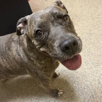 Dixie -  Mixed Breed Dog for Adoption in Merriam, Kansas - Dixie | PetCurious