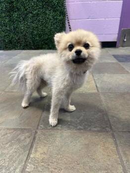 Pomeranian and Mixed Breed Dogs Available for Adoption in El Paso, Texas - 60901578 | PetCurious