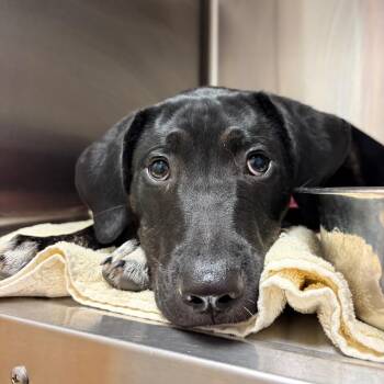 Sweetie -  Mixed Breed Dog for Adoption in Chattanooga, Tennessee - Sweetie | PetCurious