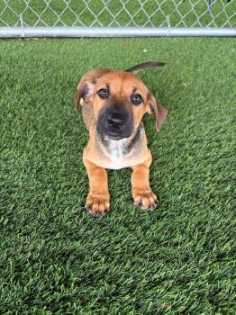 Garett -  Mixed Breed Dog for Adoption in New York, New York - Garett | PetCurious