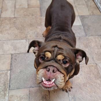 Rolo -  Bulldog Dog for Adoption in Shorewood, Illinois - Rolo | PetCurious