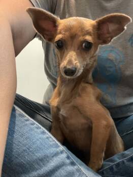 Plum -  Chihuahua Dog for Adoption in Vaudreuil-dorion, Quebec - Plum | PetCurious