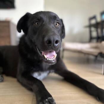 Germaine -  German Shepherd Dog Dog for Adoption in San Diego, California - Germaine | PetCurious